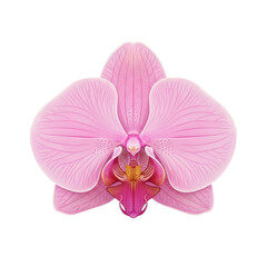A serene pink orchid flower in full bloom isolated on a white background viewed from directly above
