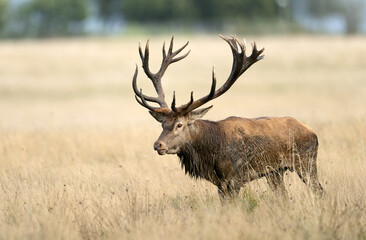 Obraz premium Deer male buck ( Cervus elaphus ) during rut