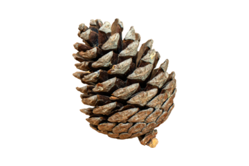 A pine cone in PNG format. Pine cone on a transparent background. Natural materials used for decoration. 