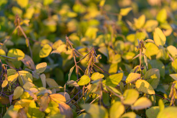 Vast crop fields, Sunset illuminates extensive soybean plantation celebrating cooperation, Large soybean fields at dusk mirror prosperity and community strength in agriculture
