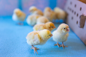 Easter chick and eggs on farm with yellow baby chicken