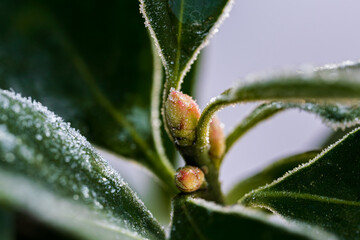 霜が降りたユキツバキの蕾と葉、マクロ撮影 / Frost on snow camellia buds and leaves, macro photography
