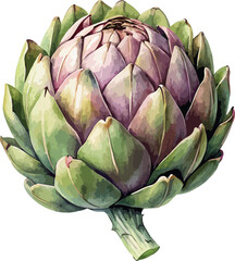 Green Artichoke Vegetable Botanical Illustration Vintage Watercolor VectorGreen Artichoke Vegetable Botanical Illustration Vintage Watercolor Vector