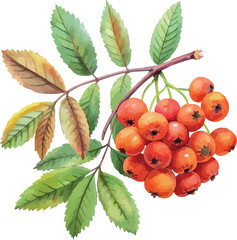 Red Rowan Berry Cluster with Leaves Botanical Watercolor Vector Illustration