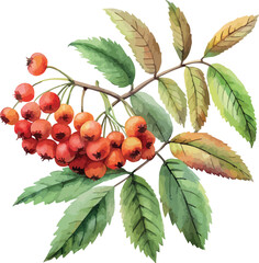 Rowan Berries Branch Botanical Classic Watercolor Detailed Vector Illustration