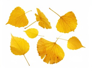 Seven golden autumnal leaves scattered against a stark white backdrop