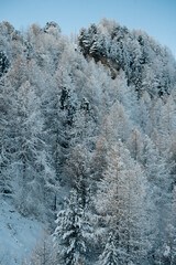 snow covered pine trees in winter