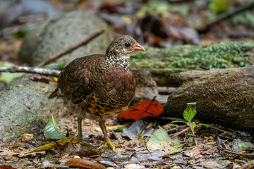 Tonkin Partridge - Tropicoperdix tonkinensis, beautiful shy ground bird endemic to the forests of North Vietnam.