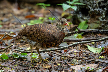 Tonkin Partridge - Tropicoperdix tonkinensis, beautiful shy ground bird endemic to the forests of North Vietnam.