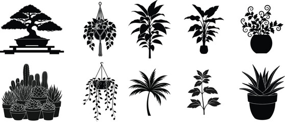 Collection of various potted plants and trees