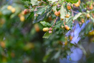 A Bright and Vibrant Oak Tree Branch That Holds Acorns Along with Colorful Leaves