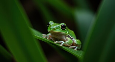 Fototapeta premium Green Tree Frog Sitting on Leaf.