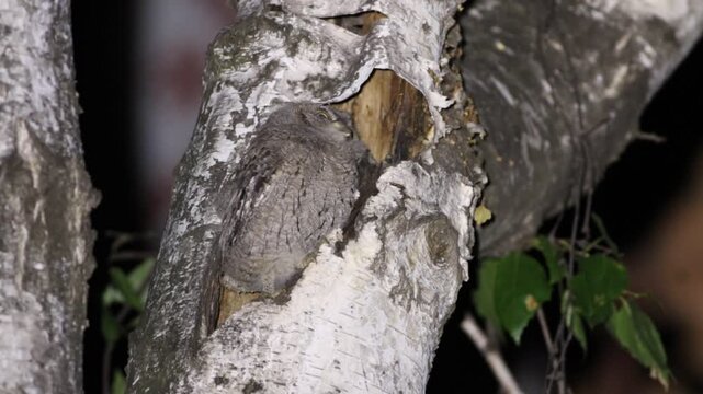 Eurasian scops owl, Otus scops. Two chicks are sitting on a tree near their nest