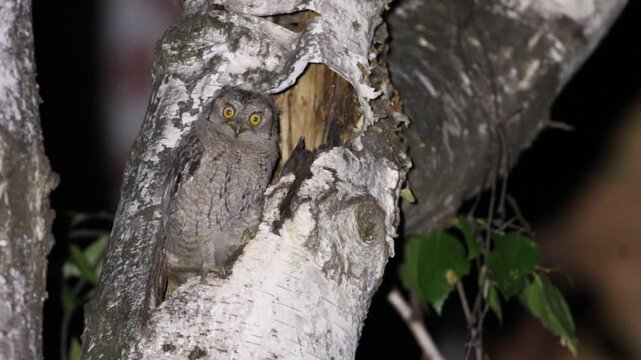Eurasian scops owl, Otus scops. A baby bird sits on a tree near its nest, looking around