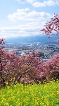 [Vertical video] A flurry of Kawazu cherry blossom petals in Nishihirabatake park