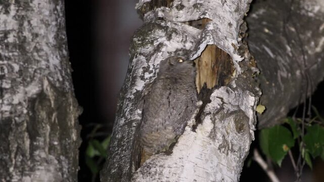 Eurasian scops owl, Otus scops. The chick sits on a tree near its nest, waiting to be fed