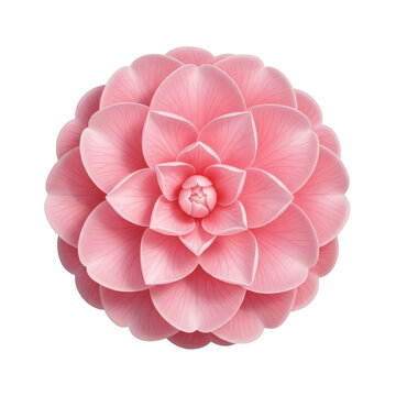 A close-up of a pink flower with delicate petals on a transparent background
