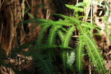 In the forest, ferns, sunlight, natural environment