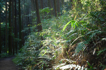 Forest scenery, beautiful sunlight, natural healing