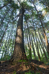 In the empty forest, many trees swaying