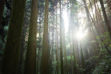 Forest scenery, beautiful sunlight, natural healing