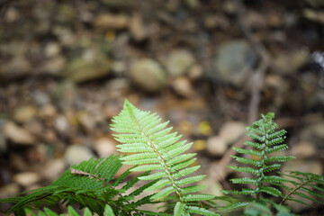 In the forest, ferns, sunlight, natural environment