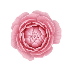 Obraz premium Aerial view of a delicate pink flower, pop art style, isolated on a white background