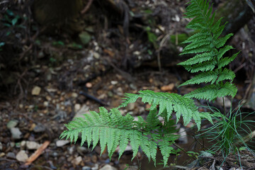 In the forest, ferns, sunlight, natural environment