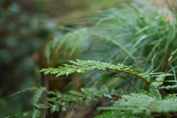 In the forest, ferns, sunlight, natural environment