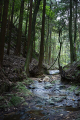 Mountain stream, moss-covered rocks, flowing river water