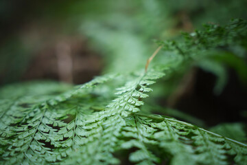 In the forest, ferns, sunlight, natural environment