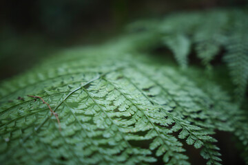 In the forest, ferns, sunlight, natural environment