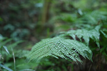 In the forest, ferns, sunlight, natural environment