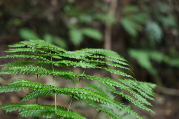 In the forest, ferns, sunlight, natural environment