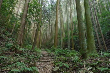 In the empty forest, many trees swaying