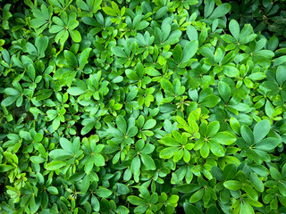 green leaves wall background, leaf wall nature background