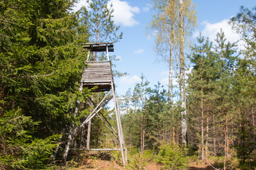 Winding path to hunting buildings. Sunny green forest illuminated by sun rays. Beautiful landscape of green forest.