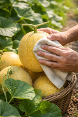 Melons Cleaning after Harvest
