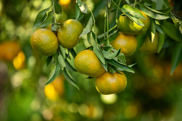 mandarin fruits on a tree, background image
