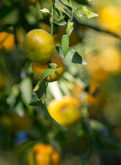 mandarin fruits on a tree, background image