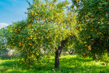 mandarin fruits on a tree, background image