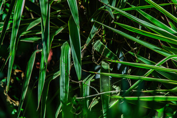 Abstract green leaves for background use