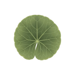 Fototapeta premium A single green leaf is centered against a white background from a direct viewpoint