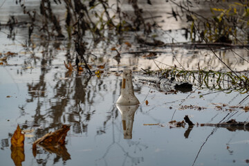 discarded glass bottle floats amidst winter reflections in a murky river