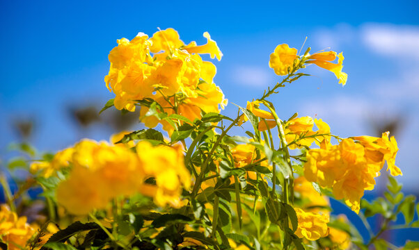 Yellow bells on a blue sky background