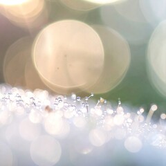 Dew-kissed blades beneath bokeh, golden light dances