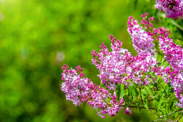 Obraz premium Pink lilac blooms in the Botanical garden 