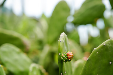 Obraz premium Prickly pear cactus with green pads and pink flower buds growing outdoors in natural daylight. Tropical succulent plant background showing desert vegetation, resilience, and botanical growth. 