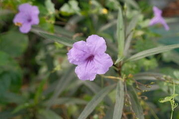 Close Up Shot of Ruellia Simplex or Petunia