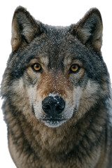 Obraz premium A majestic wolf staring intensely at the camera, with a close-up shot revealing intricate details